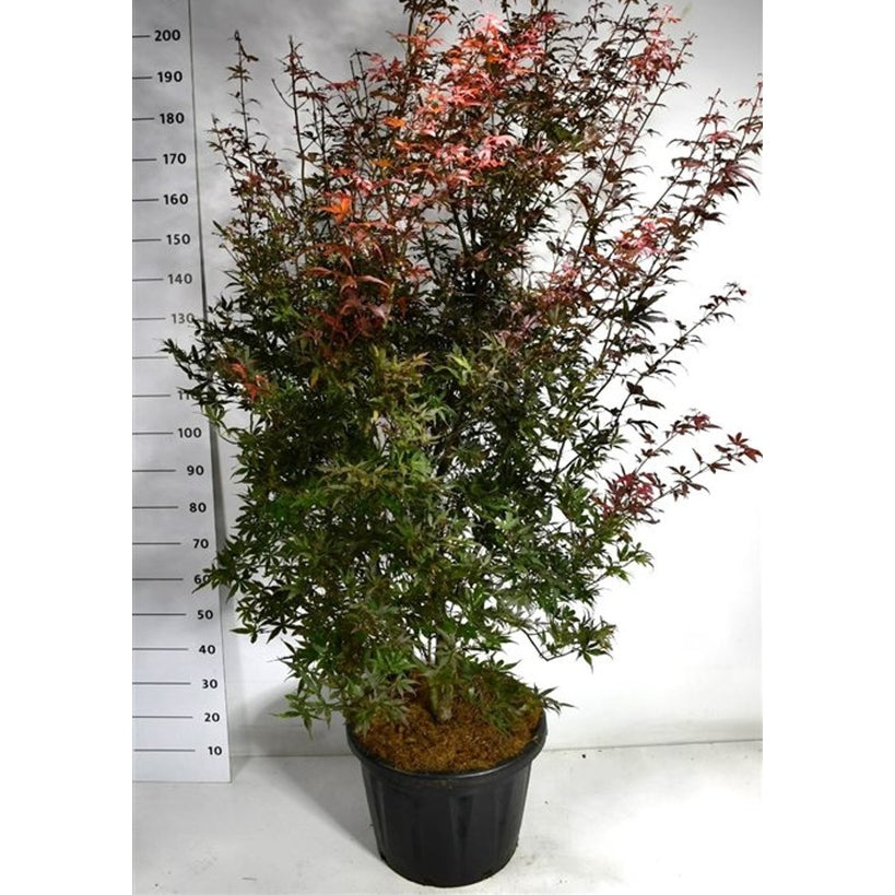 Japansk lönn – Acer palmatum 'Skeeter's Broom' - C45 200-250 cm.